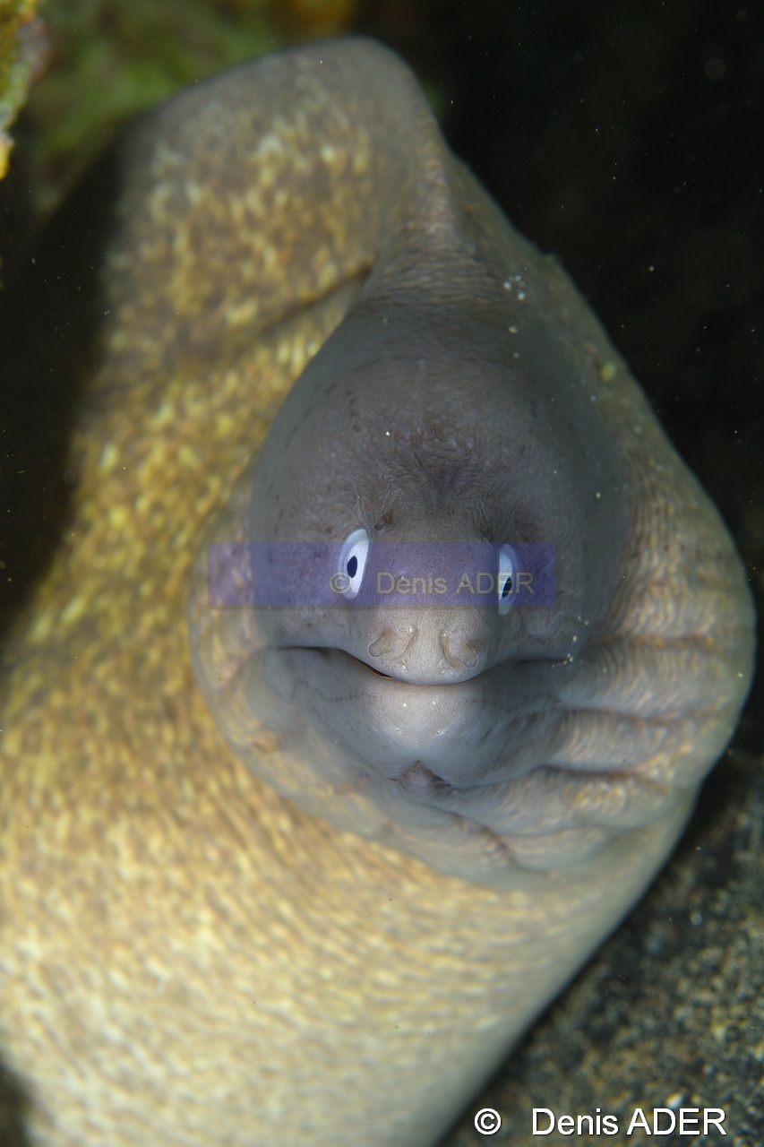 Gymnothorax griseus-Pasar wajo Mandarin city-7m-20180602nuit-Denis-ADER-DSC_3518_tn.jpg